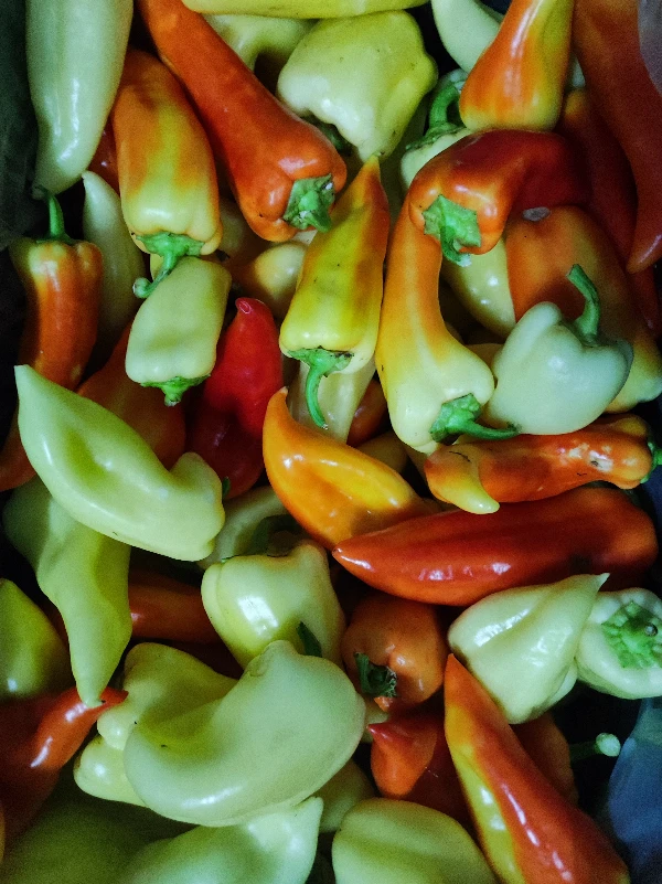 Paprika - Színes (lecsó)