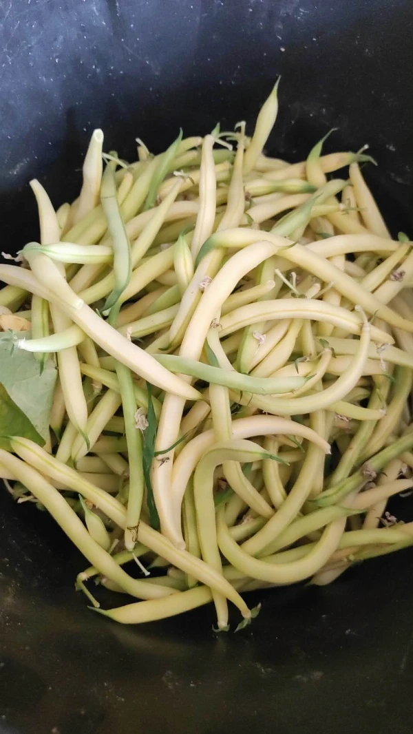 Zöldbab