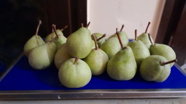 Körte (közepes szemek)