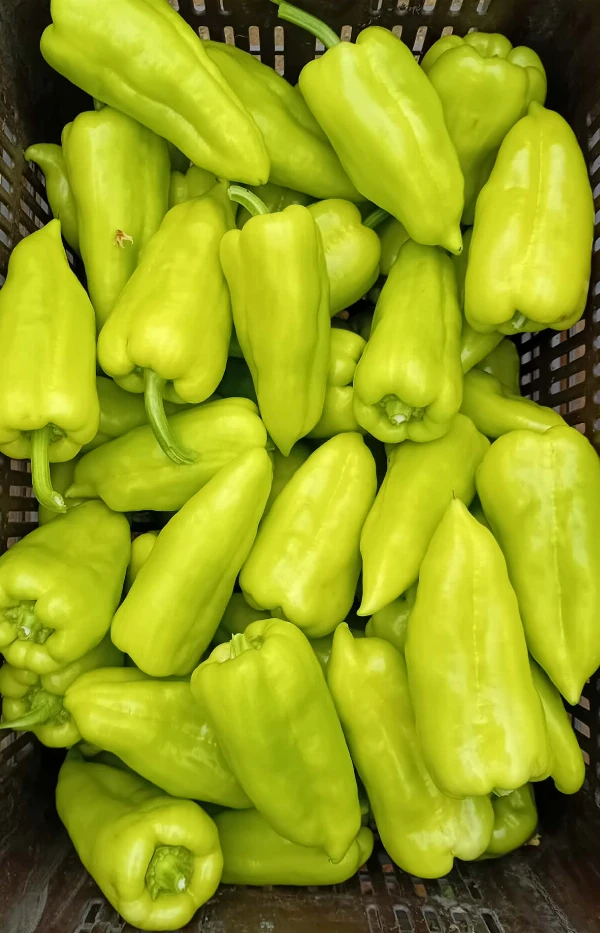 Paprika - PCR zöld (enyhén csípős)
