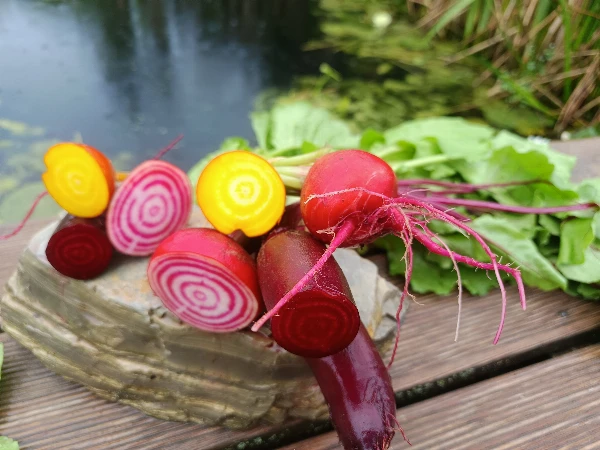 Céklacsokor, vegyes