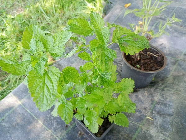 Citromfű