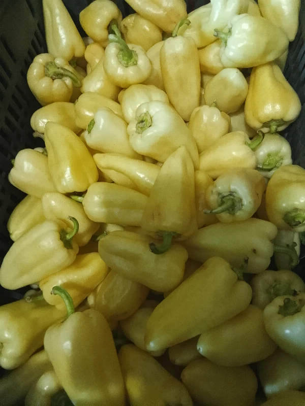 Paprika - Lecsó