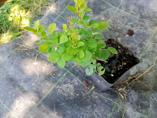 Borbolya - Berberis