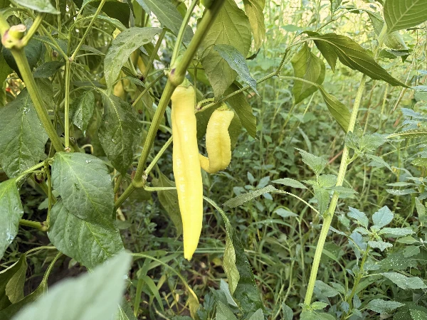 Paprika - Hegyes erős