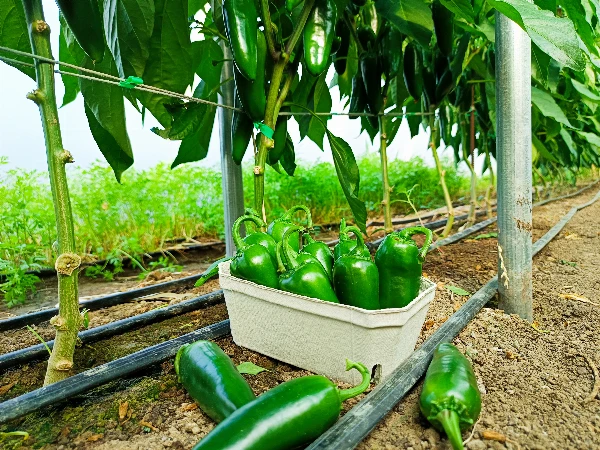 Paprika - Jalapeno
