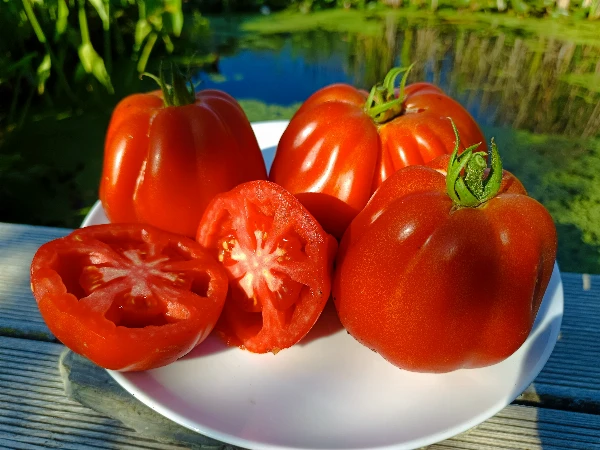 Paradicsom - Beefsteak