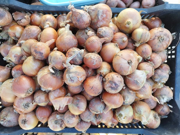 Vöröshagyma