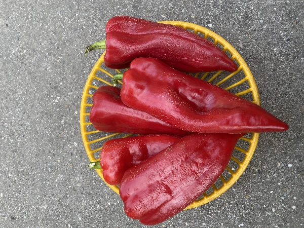 Paprika - PCR Csípős Piros