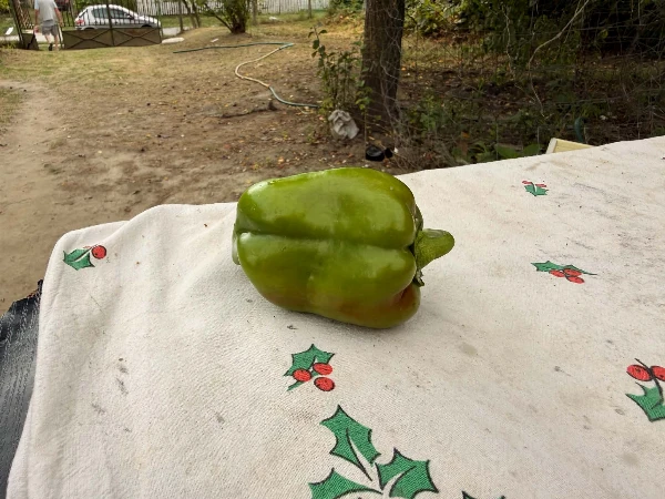  Paprika - Kápia