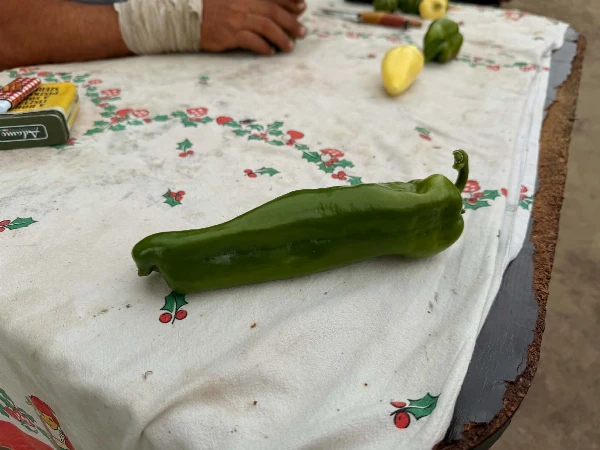   Paprika - Massouda