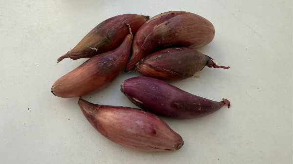 Sonkahagyma