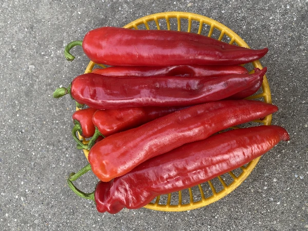 Paprika - Hegyes erős piros 2. Osztály