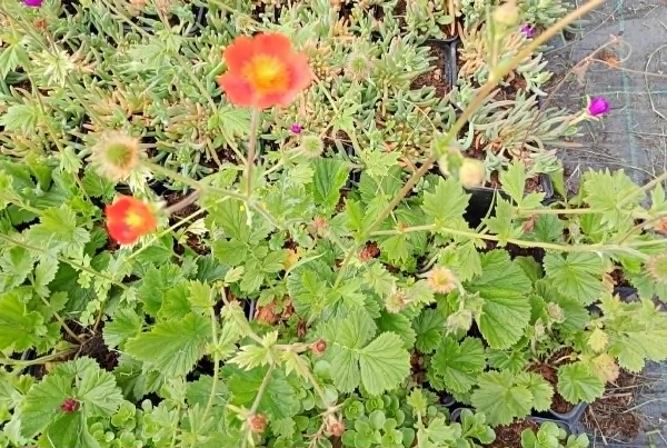 Geum (növény)
