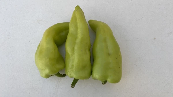 Paprika - PCR