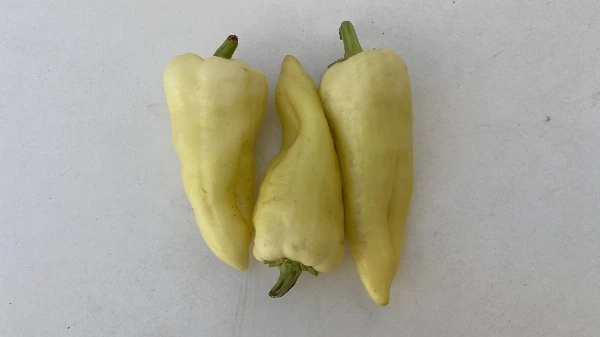 Paprika - TV sárga