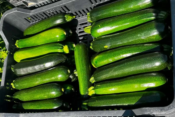 Cukkini - Rántani való (kb. 0,5-1 kg/db)