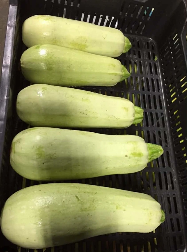 Tök (rántani való, kb. 0,5-1 kg)