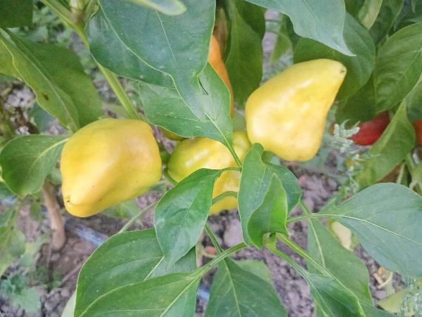 Paprika - Szentesi piacos (csípős)