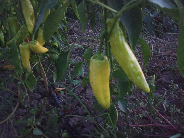 Paprika - Zöld édes 